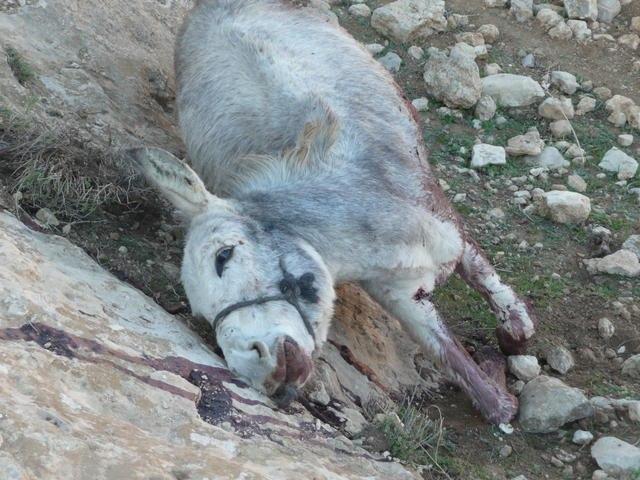 Four Donkeys Shot Killed By Taliban in Ghor Province