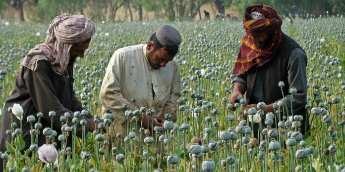 کشت کوکنار در افغانستان کاهش اما تولید تریاک افزایش یافته است