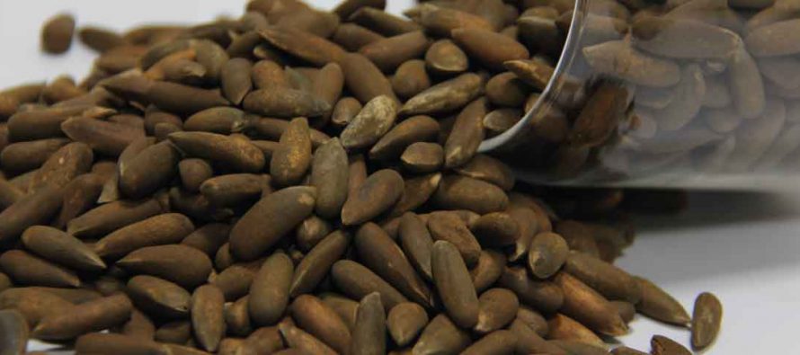 Exports of Afghan Pine Nuts to China Resume