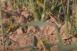 Swarms of desert locusts are devastating farmers in Pakistan