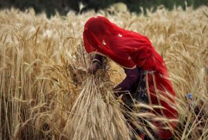 India to export 50,000 tonnes of wheat to Afghanistan