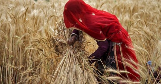 واردات ۵۰ هزار تن گندم از هند به افغانستان