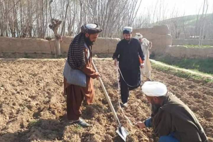 وزارت زراعت ۷۵۰ جریب باغ در بادغیس ایجاد کرد