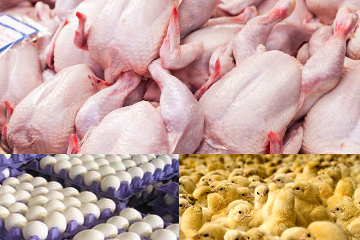 واردات مرغ از ایران آزاد شد