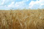 برای کاهش قیمت ها؛ گندم قندهار وارد بازار می‌شود / 200 هزار تن گندم از دهقانان خریداری شده است