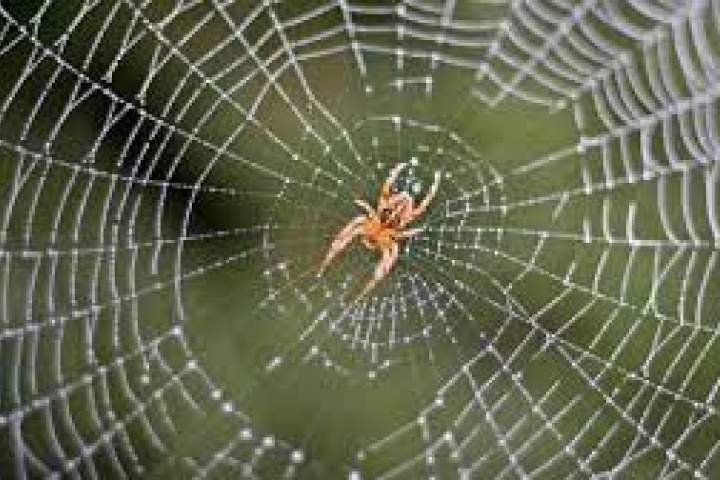 گرفتن ایده از عنکبوت برای تولید ساختارهای نچسپ