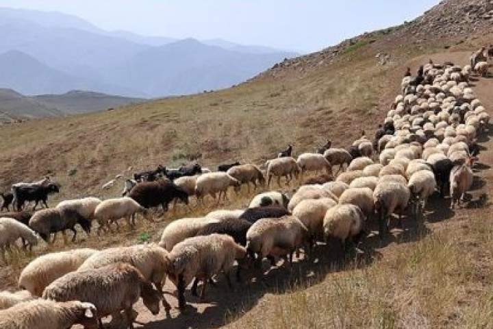 500 راس گوسفند سرقت شده در هرات، توسط پولیس یافت شد