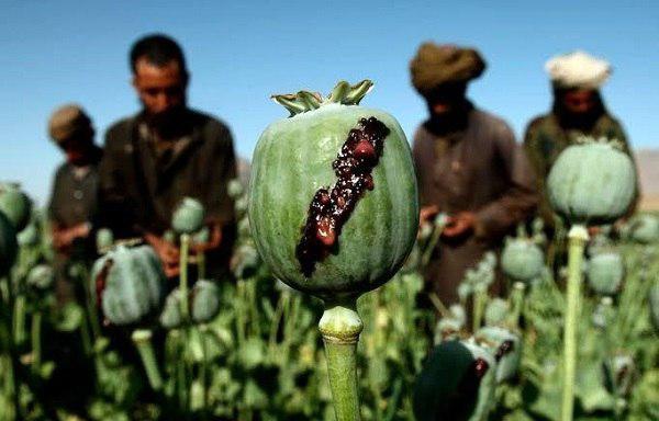 Surge in Afghan Opium Production Amid Coronavirus Pandemic