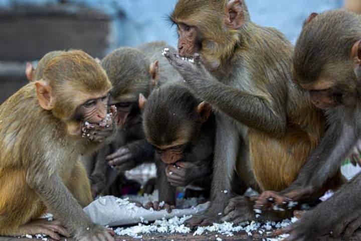 میمون‌های هندی نمونه خون بیماران مبتلا به کرونا را ربودند