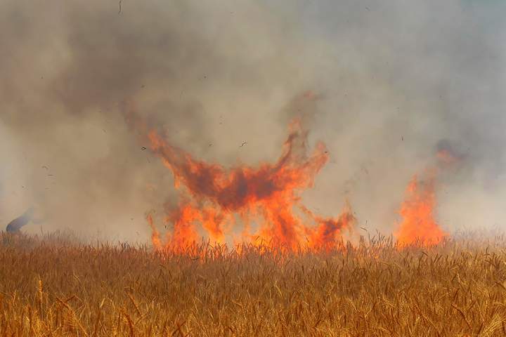 بیش از 10 هکتار از مزارع گندم در فاریاب حریق شد