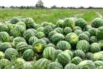 والی فراه: فروش و عرضه هندوانه فراه مدیریت شود