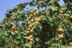 امسال حاصلات زردآلو در پروان به 24 هزار تُن می‌رسد