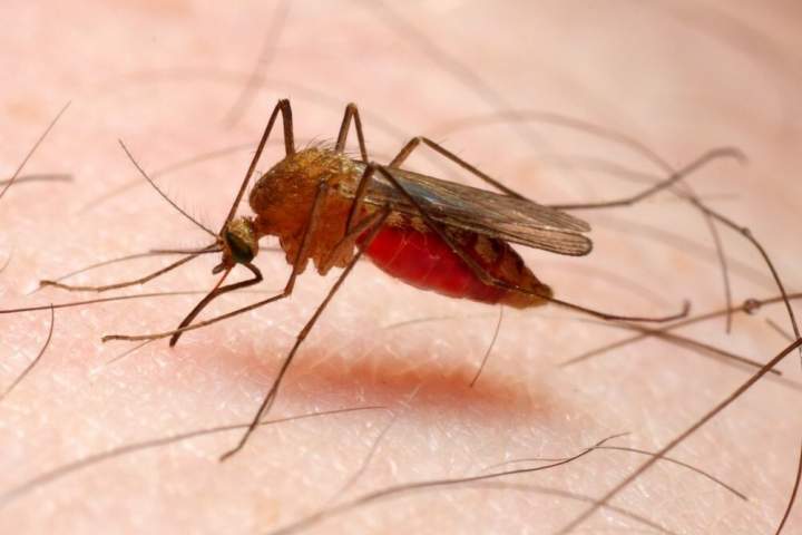 نابودی بیماری مالاریا با سنگ آتشفشانی