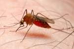 نابودی بیماری مالاریا با سنگ آتشفشانی