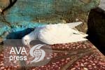 تلف شدن هزار کبوتر سفید روضه سخی در مزار شریف بر اثر گرسنگی/ مقامات محلی: درخواستی برای تامین آذوقه کبوتران دریافت نکرده ایم
