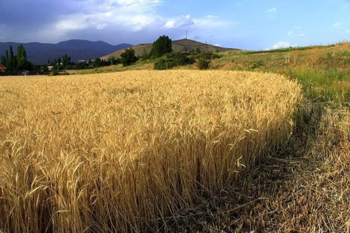حاصلات گندم فاریاب امسال 20 درصد افزایش داشته است