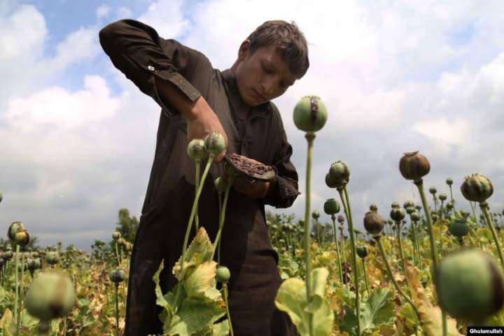‏سازمان ملل: در سال 2019 میلادی 6400 تُن تریاک در افغانستان تولید شده است