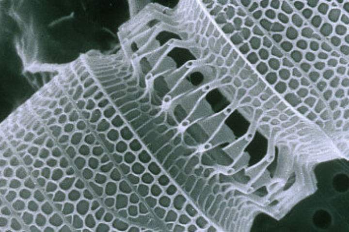 استفاده از شیشه انعطاف‌پذیر برای ساخت میکروسکوپ