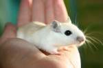 تاثیر منفی افزودنی‌های غذایی بر سلامت موش‌ها