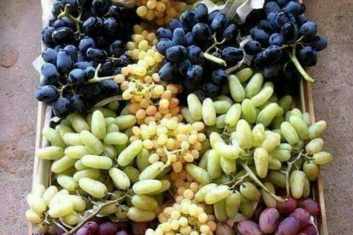 کاهش 20درصدی حاصلات انگور و نابودی کامل حاصلات چهارمغز فاریاب