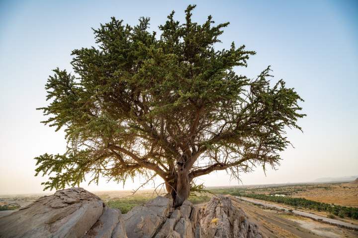 100-year old Al-Sarh tree discovered in Abu Dhabi