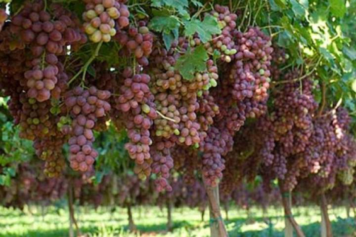 حاصلات انگور قندوز در سال جاری به بیش از هشت هزار متریک تن می‌رسد