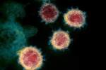 پروتئین‌هایی که مانع ورود کروناویروس به سلول‌های انسان می‌شوند