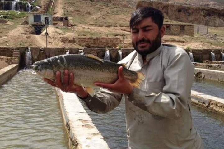 وزارت زراعت 20 فارم پروش ماهی در بغلان می‌سازد