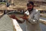 وزارت زراعت 20 فارم پروش ماهی در بغلان می‌سازد