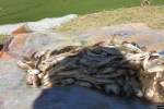 مسئولان محیط زیست بدخشان از صید بی‌رویه ماهی نگران هستند