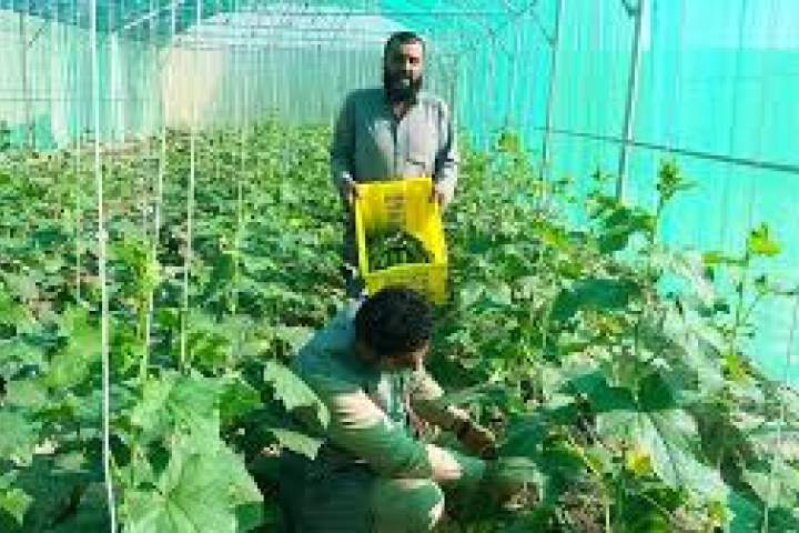 وزارت زراعت 66 گلخانه در ننگرهار ساخت
