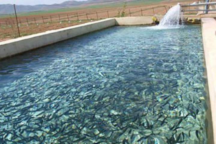 وزارت زراعت یک فارم تولید ماهی با ظرفیت یک میلیون جوجه‌ماهی در بلخ ساخت
