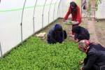 وزارت زراعت با ساخت باغچه خانگی، برای 300 زن در هلمند شغل ایجاد کرد
