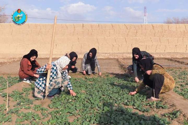 وزارت زراعت: بیش از دو هزار زن در جوزجان مصروف زراعت هستند