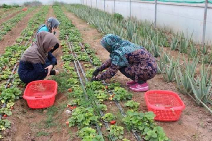 فعالیت یک هزار زن در امور زراعتی در بادغیس
