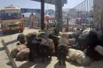 بازار گرم گوسفندفروشان در پُل سوخته؛ انتقاد شهروندان از بی‌توجهی دولت