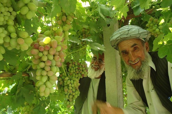 Kandahar Produces 290,000 Tons of Grapes This Year