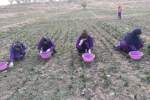 903 مزرعه نمایشی زعفران در کشور ساخته می شود