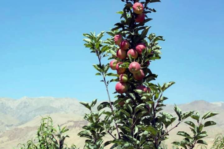 حاصلات سیب امسال بامیان به 30 هزار متریک تُن می رسد