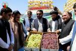 استقبال گرم مردم قندهار از محموله انگور اهدایی شهروندان هرات