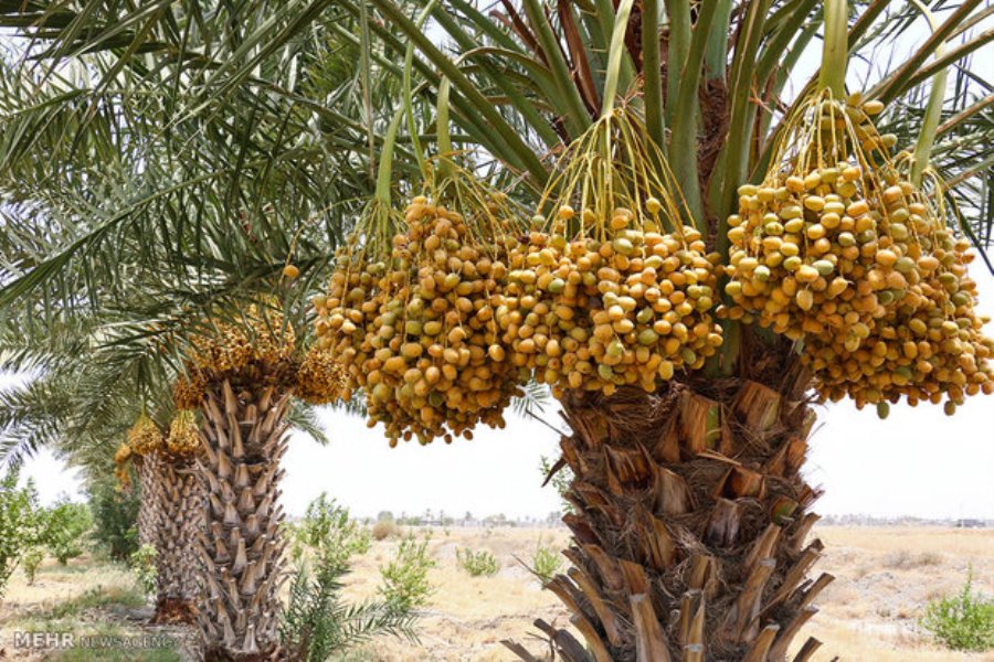 هلمند کې د خُرما سوداګریز بڼونه جوړیږي