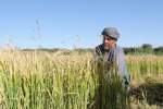 امسال حدود 60 هزار تُن برنج در هرات برداشت می شود