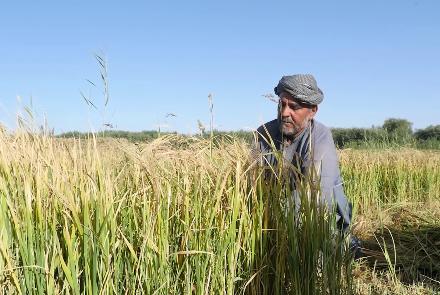 Herat Rice Production Up 25% This Year: Officials