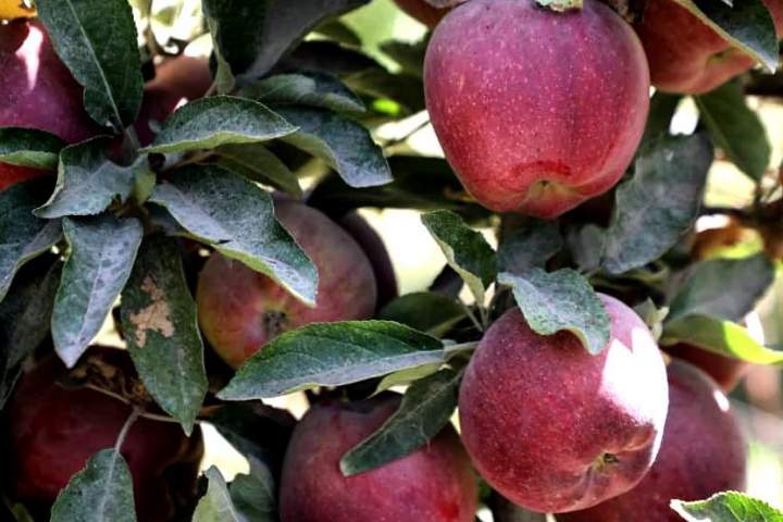 امسال حدود 36 هزار تُن سیب در بدخشان برداشت می شود