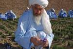 بابای زعفران افغانستان درگذشت