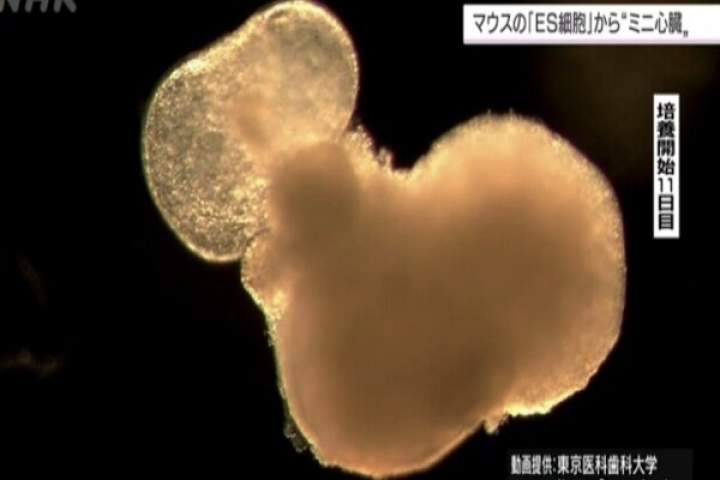 محققان جاپانی با استفاده از سلول های بنیادی قلب ساختند