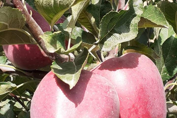 حاصلات سیب پروان، امسال به بیش از ۱۶ هزار و ۵۰۰ تن خواهد رسید