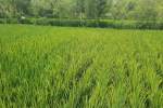 حاصلات برنج در ولایت لغمان به ۴۰ هزار تُن می‌رسد