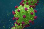 هر کروناویروس طی ۲۴ ساعت ۹۰۰ ویروس جدید تولید می‌کند