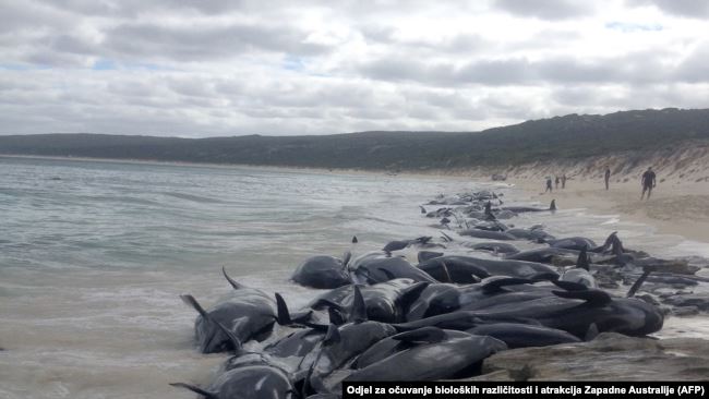 Nearly 500 pilot whales stranded in Australia; 380 dead